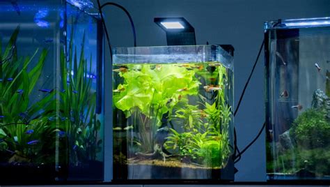 fish for 2.5 gallon tank.